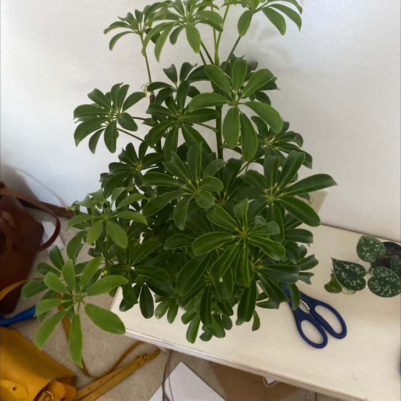 Healthy dwarf umbrella tree houseplant with lush green foliage growing in a pot, placed on a wooden surface with scissors nearby.
