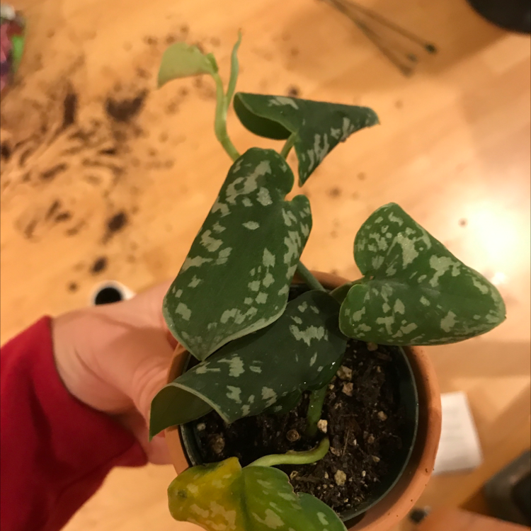 A hand holding a healthy Satin Pothos plant with mottled green leaves and visible soil in the pot.