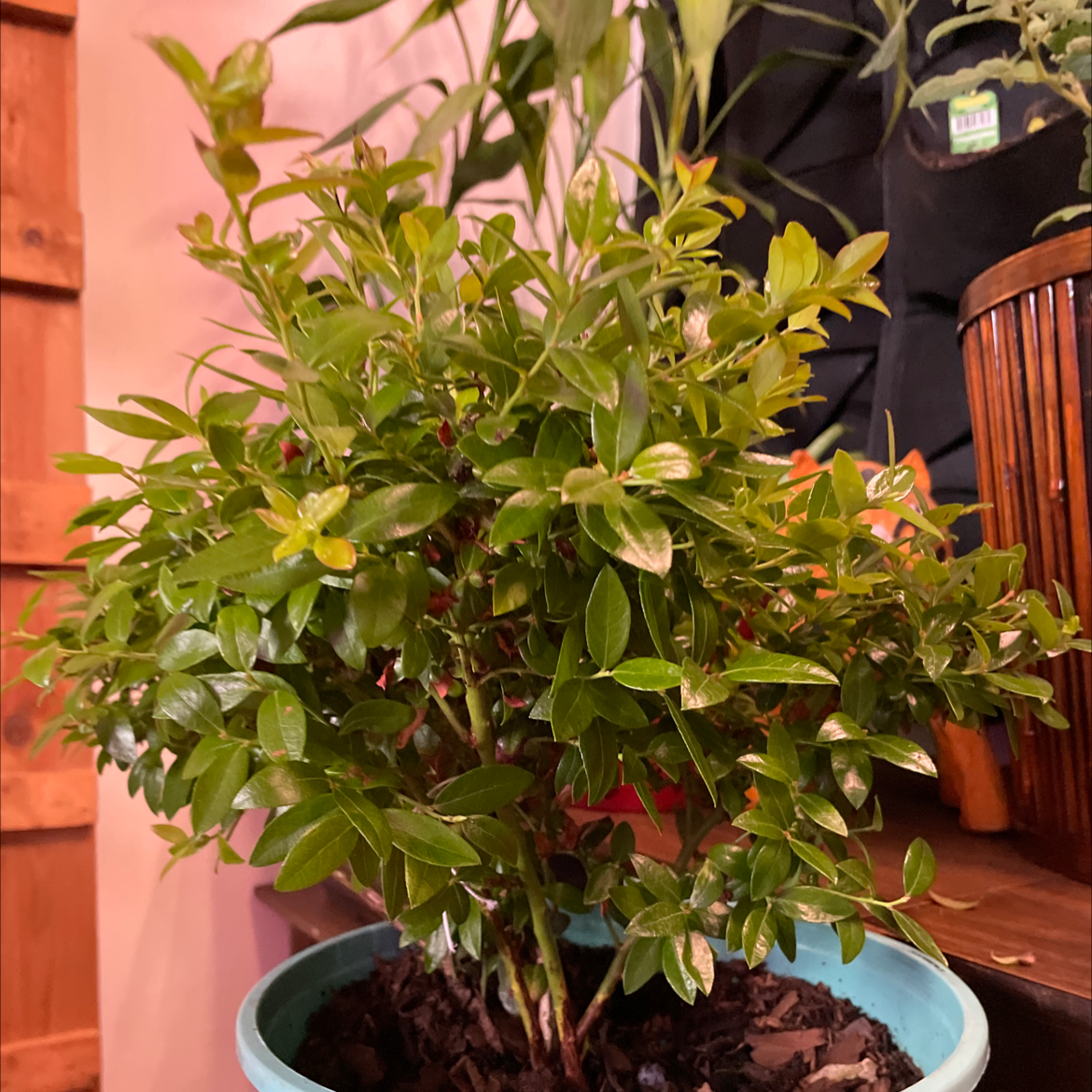 American Blueberry plant photo by @girasolroto named McKinley on Greg, the plant care app.