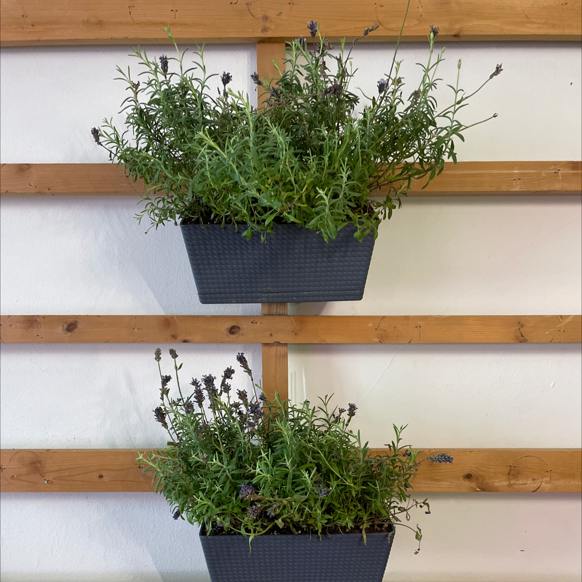 Two pots of English Lavender mounted on a wooden trellis, with green foliage and some flowers.