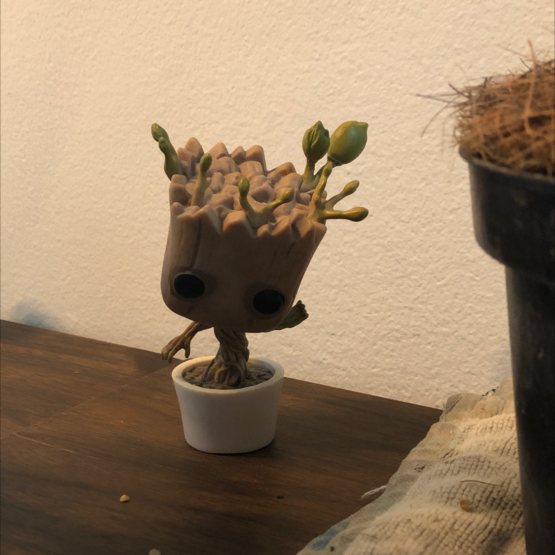Lucky Plant plant photo by @girasolroto named Baby Groot on Greg, the plant care app.