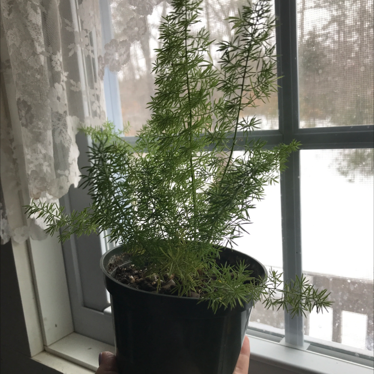 Healthy Plume Asparagus plant with lush green foliage in a black plastic pot on a windowsill.