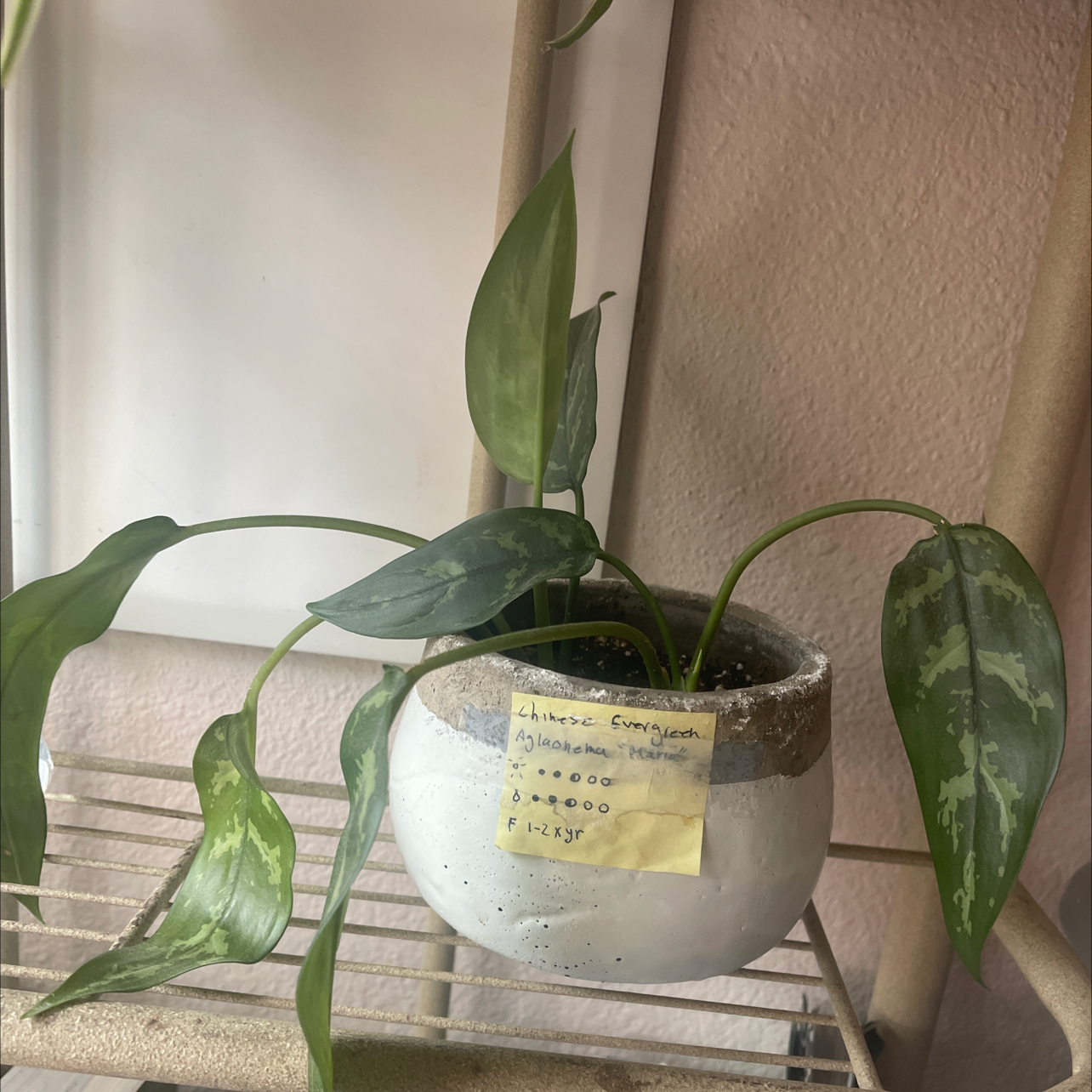 Photo of the plant species Chinese Evergreen by Shannon named Maria on Greg, the plant care app
