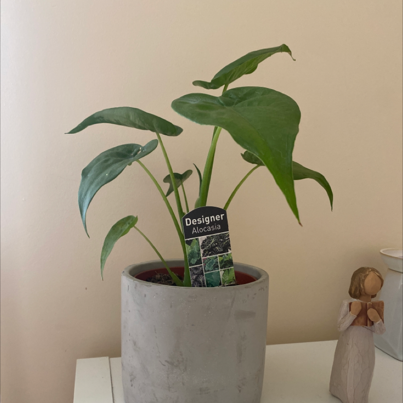 Photo of the plant species Green Velvet Alocasia by @Wegsy named Frankie on Greg, the plant care app