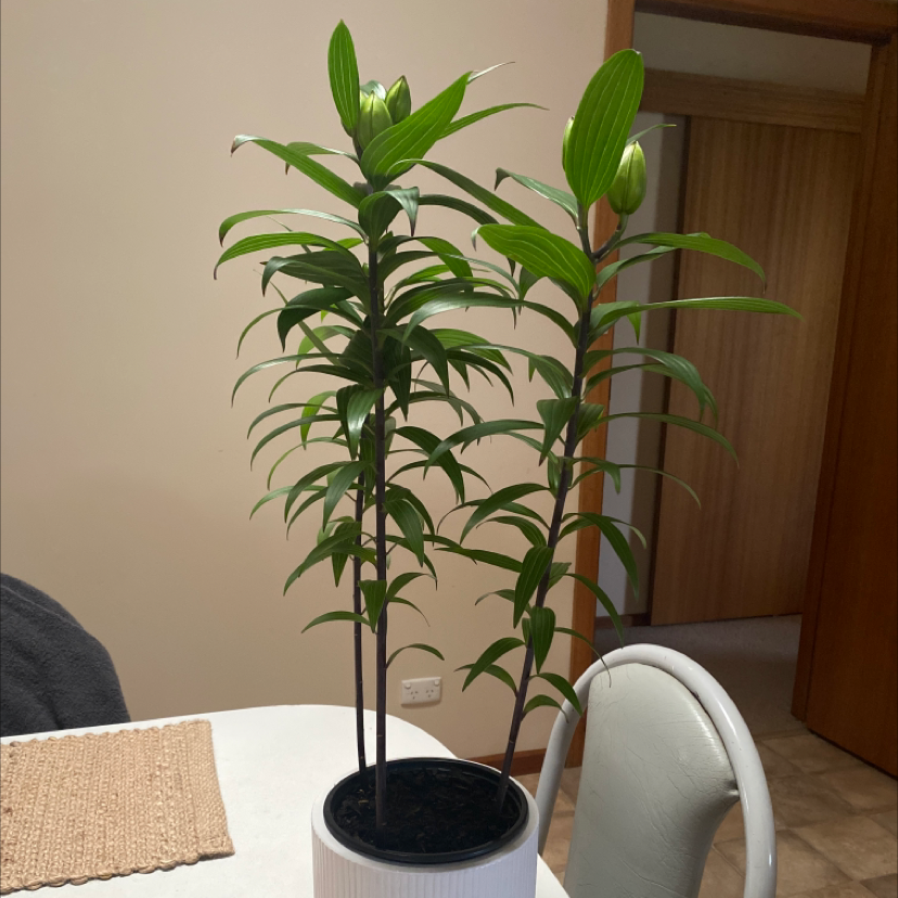Photo of the plant species Pink Rain Lily by @Wegsy named Delilah on Greg, the plant care app