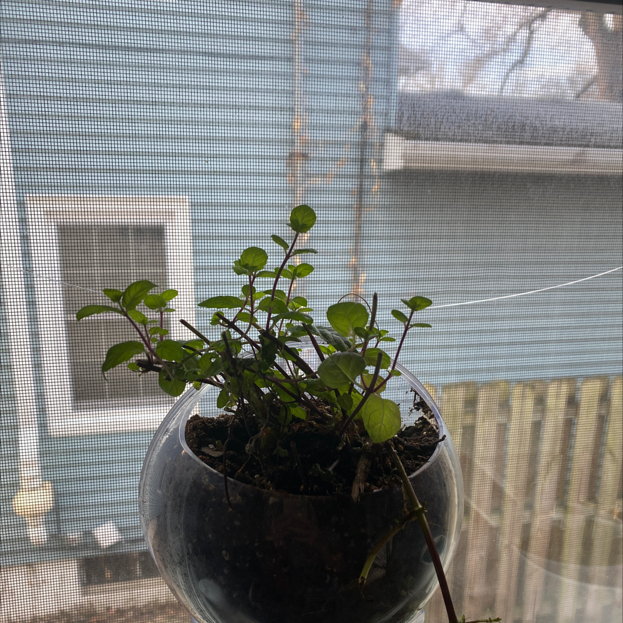 Spearmint plant in a glass container near a window, appears healthy.