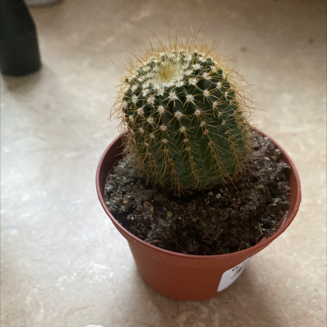 Golden Torch cactus in a small pot with visible soil, well-framed and in focus.