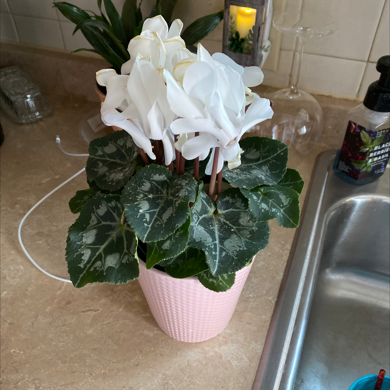 Healthy Persian cyclamen in bloom with large white flowers and dark green leaves, potted in a pink planter on a kitchen counter.
