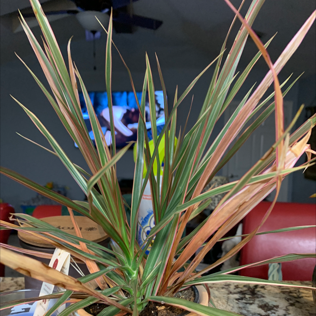 Dracaena plant with some browning leaves in a pot, soil visible.