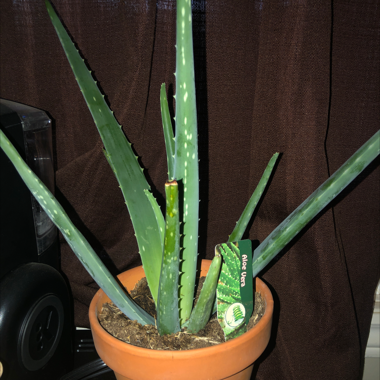 Aloe vera plant photo by Shelby named Gogy on Greg, the plant care app.