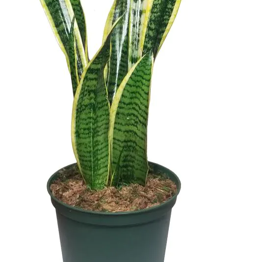 Snake Plant plant photo by @Bee_yeh named Snake on Greg, the plant care app.