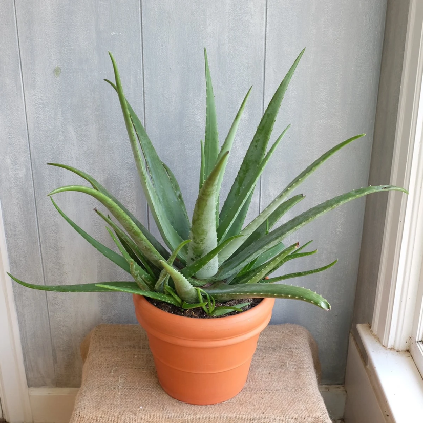 Aloe vera plant photo by @Bee_yeh named Aloe on Greg, the plant care app.