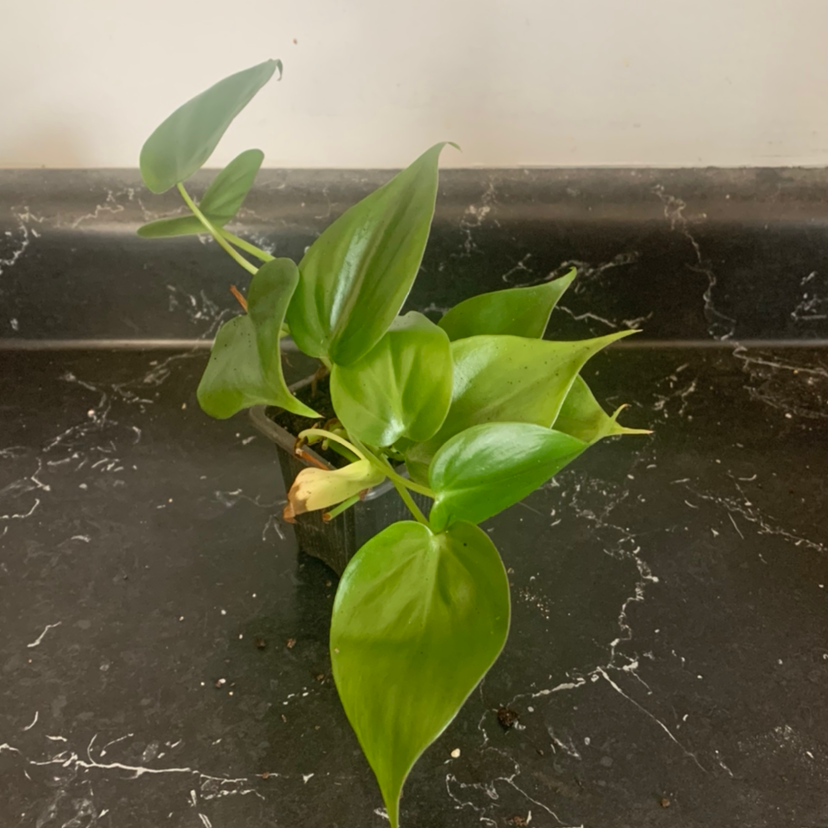 Dolly A plant by chrissehko on Greg