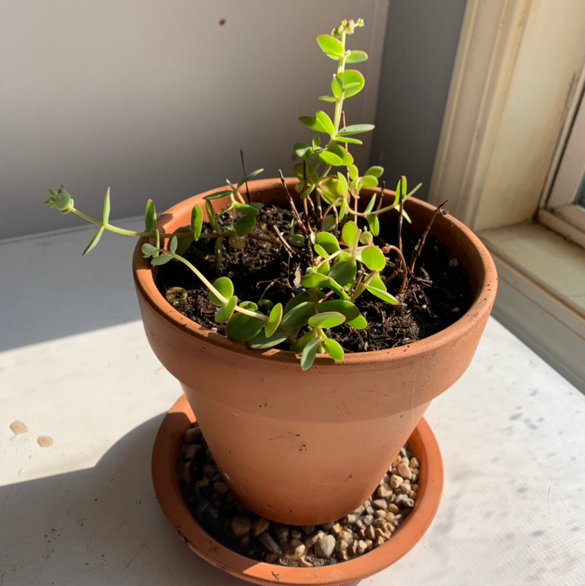 Should I Repot My Marnier's Kalanchoe And If So, How?