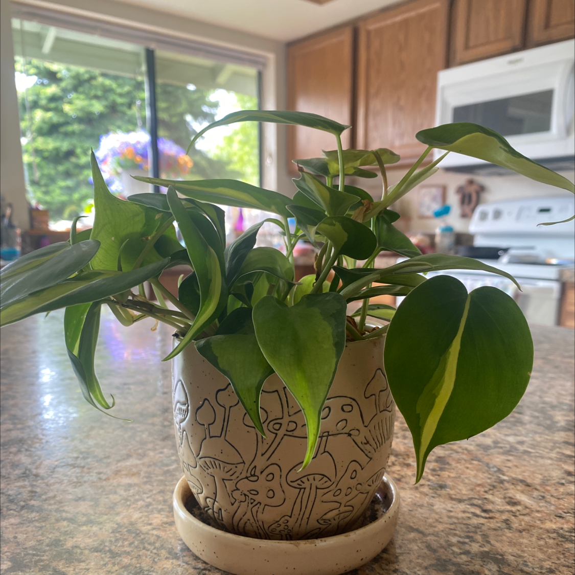 Philodendron cordatum plant in a decorative pot on a kitchen counter.