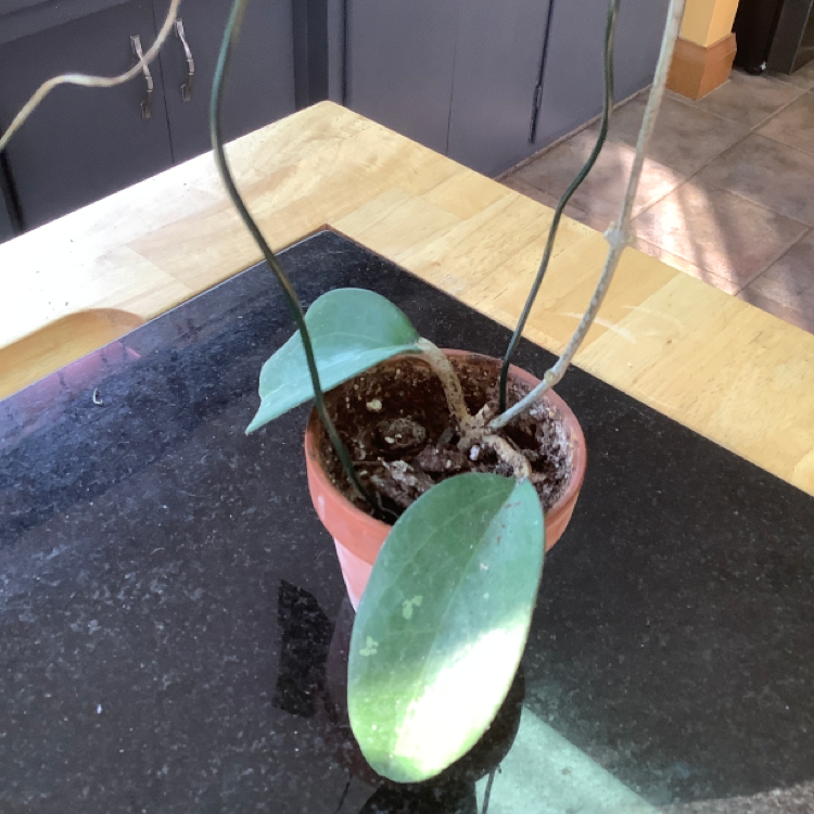Photo of the plant species waxplant by @Sandymay87 named Fusco on Greg, the plant care app