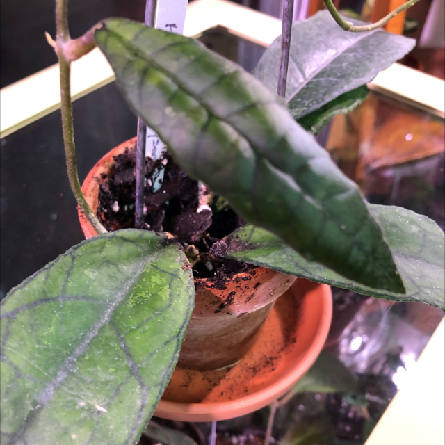 Hoya finlaysonii plant photo by @Sandymay87 named Mollie on Greg, the plant care app.