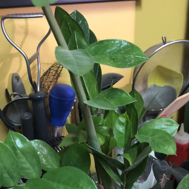 Zamioculcas Zamiifolia plant photo by @Sandymay87 named Leaf Erickson on Greg, the plant care app.