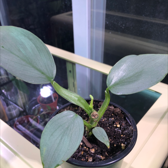 Philodendron Hastatum plant photo by @Sandymay87 named Kylie on Greg, the plant care app.