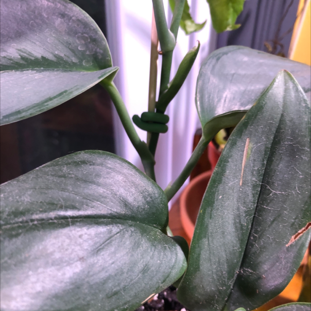 Scindapsus treubii 'Moonlight' plant photo by @Sandymay87 named Sir Plancelot on Greg, the plant care app.
