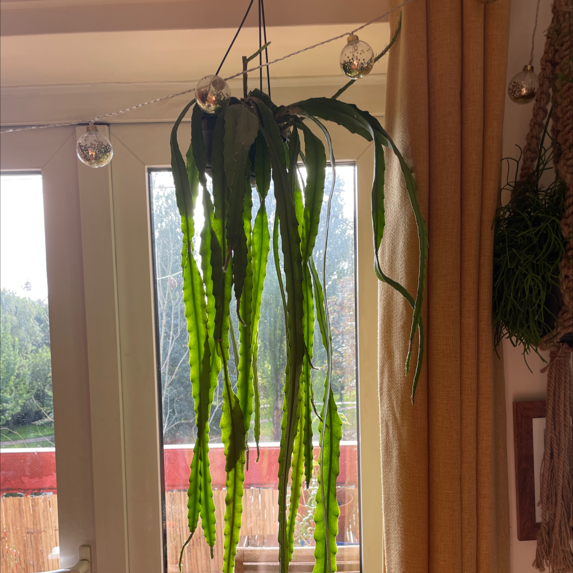 Photo of the plant species Dutchman's Pipe Cactus by @Legslikesyou named Jungle cactus on Greg, the plant care app
