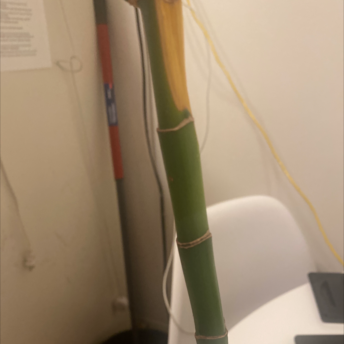 Photo of the plant species Phyllostachys Edulis by Slim named Your plant on Greg, the plant care app