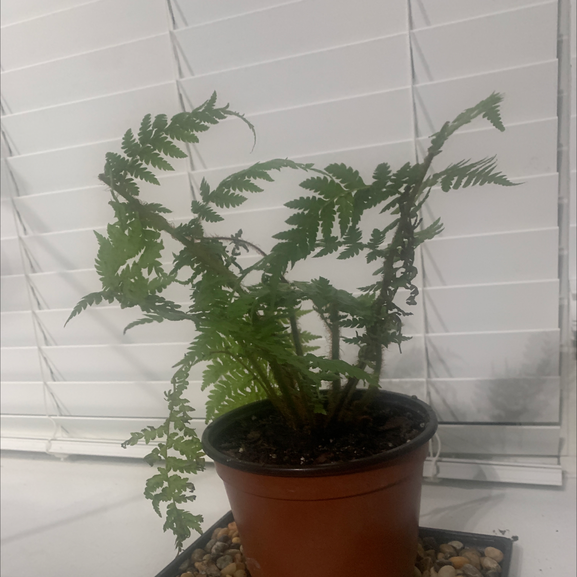 Plant care for stumpy tree fern on Greg, the plant care app