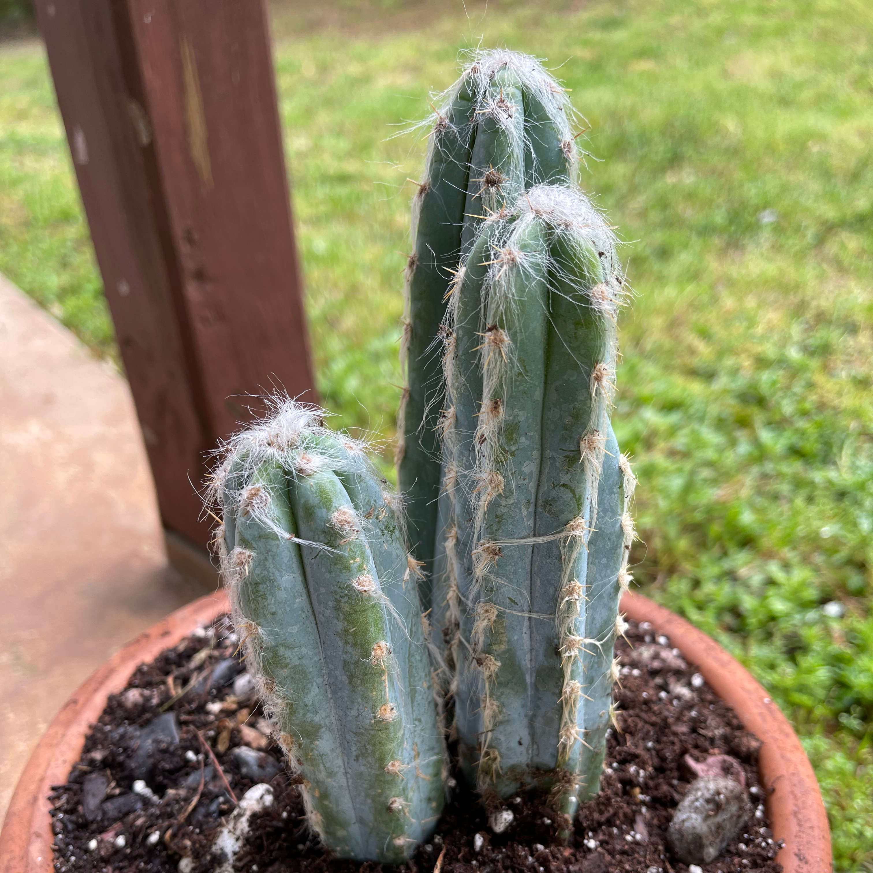 Blue Columnar Cactus in a pot with visible soil, well-framed and in focus.