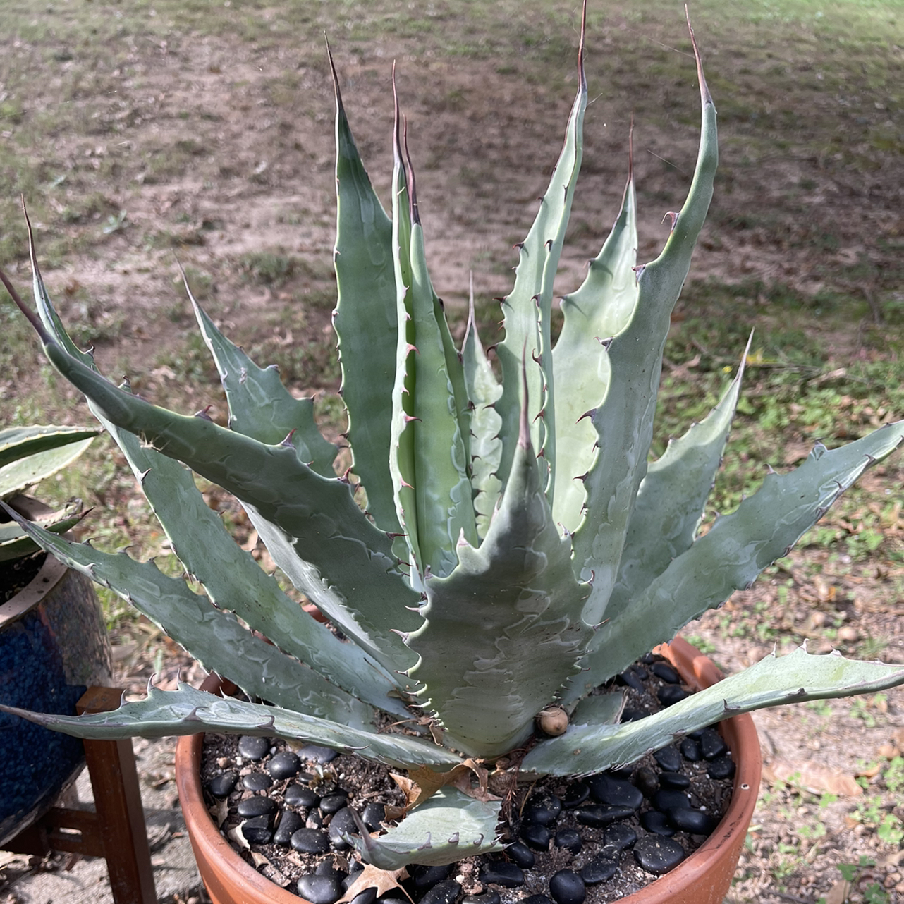 Photo of the plant species Agave wocomahi by L boogie named Woco-me-crazy! on Greg, the plant care app