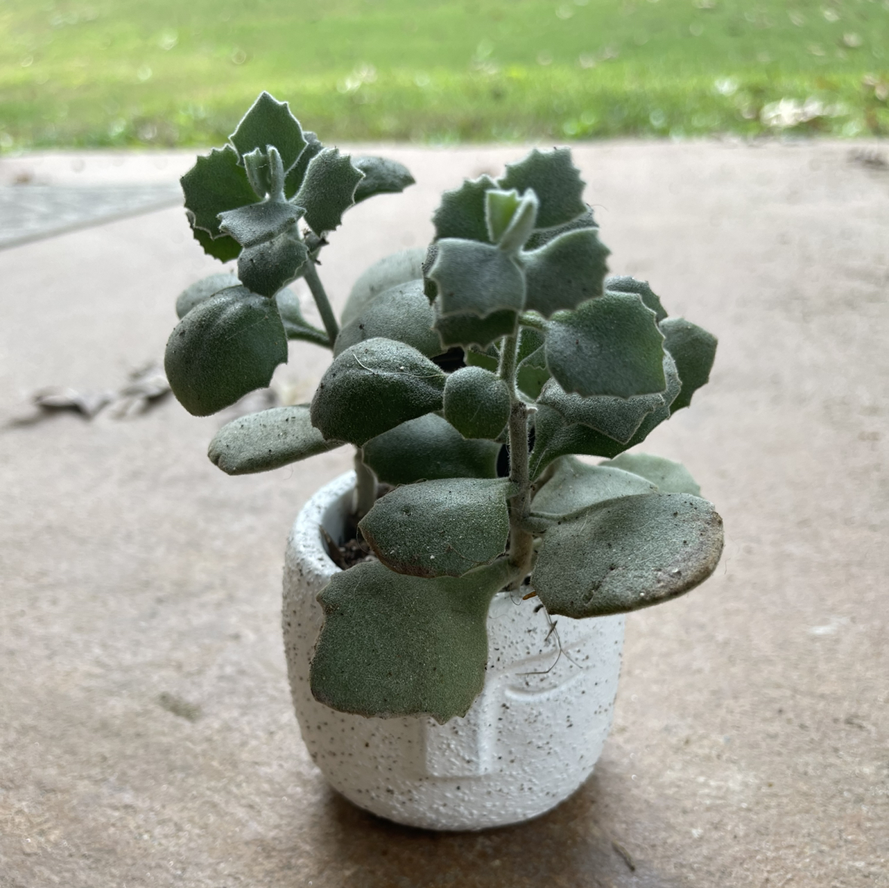 Millot Kalanchoe plant in a white pot with healthy, fleshy leaves.