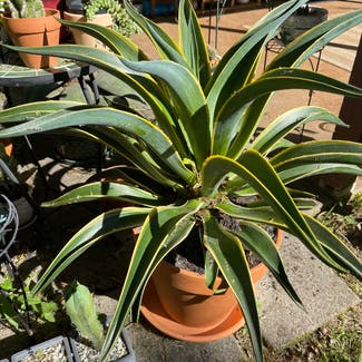 Agave desmettiana 'Variegata' plant in Somewhere on Earth
