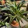 Calculate water needs of Agave desmettiana 'Variegata'