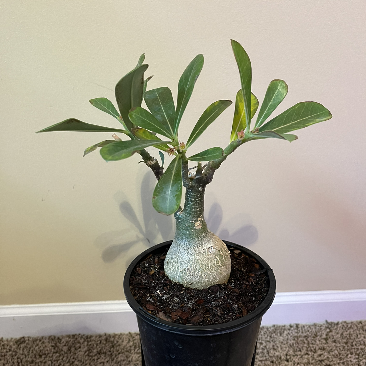 Desert Rose Plant in a black pot with green leaves and a thick stem.