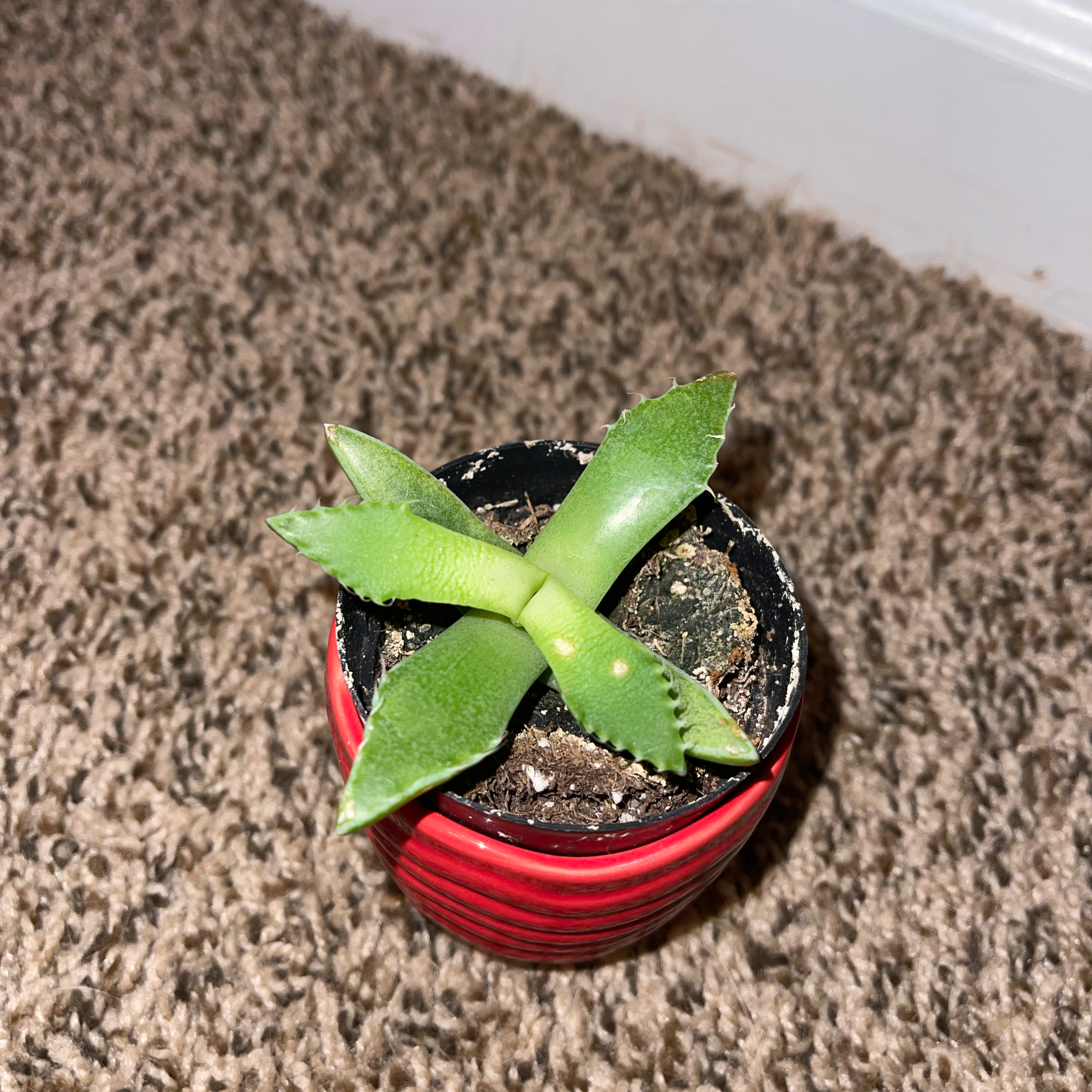 Tiger's Jaw succulent in a red pot on a carpeted floor.