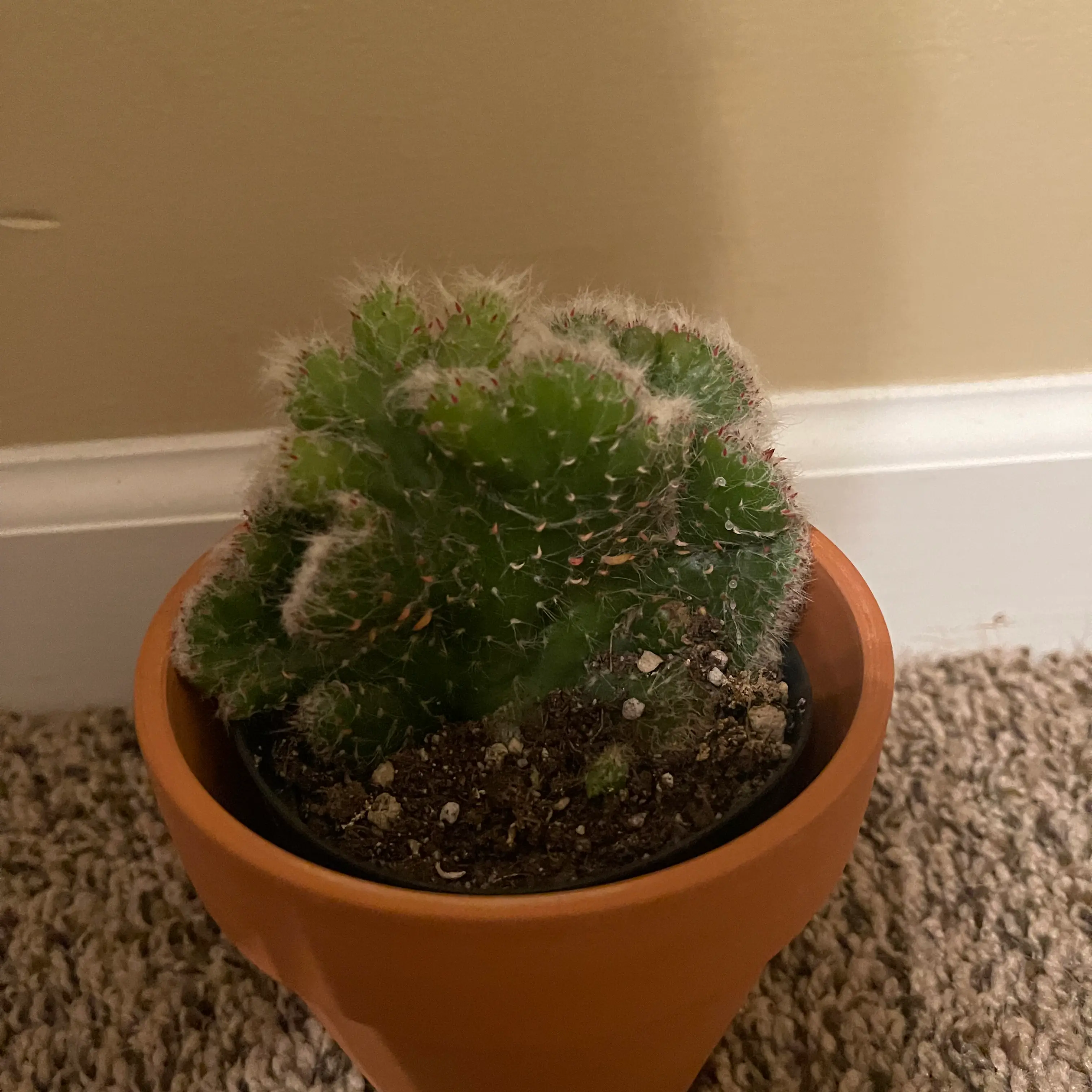 Photo of the plant species Roller Coaster Crested by L boogie named Eve on Greg, the plant care app