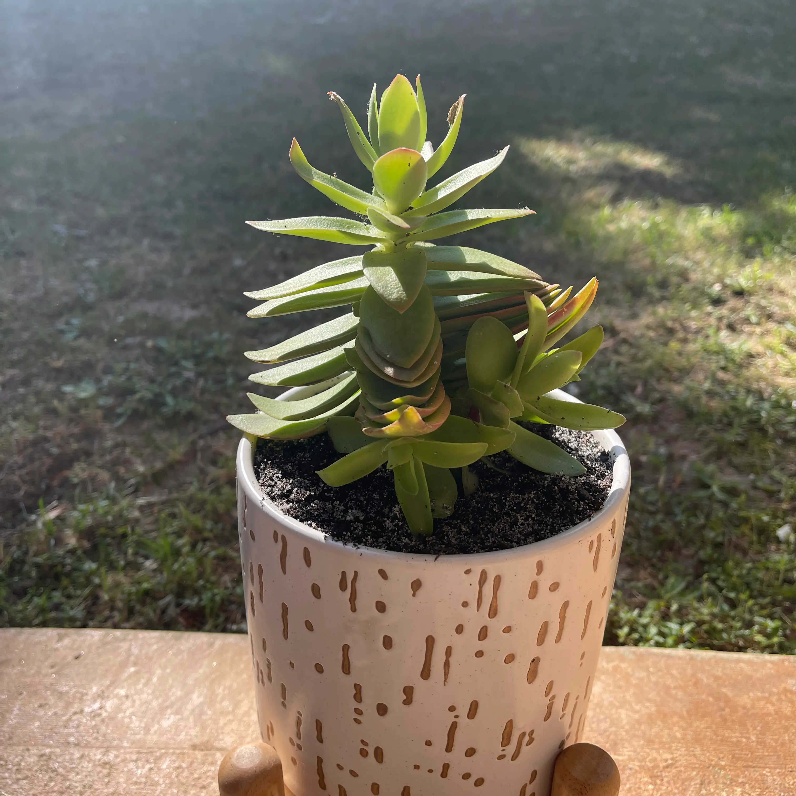 Crassula capitella 'Campfire' plant in a decorative pot with visible soil.