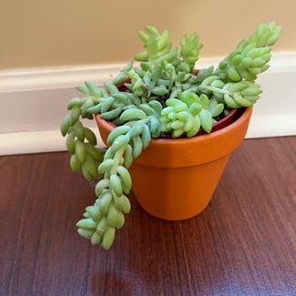 Donkey Tail plant in Somewhere on Earth