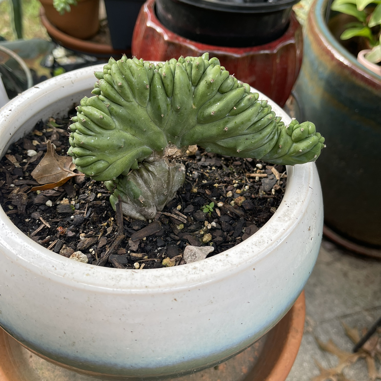 Crested Blue Flame plant in a white pot with visible soil and multiple plants in the background.