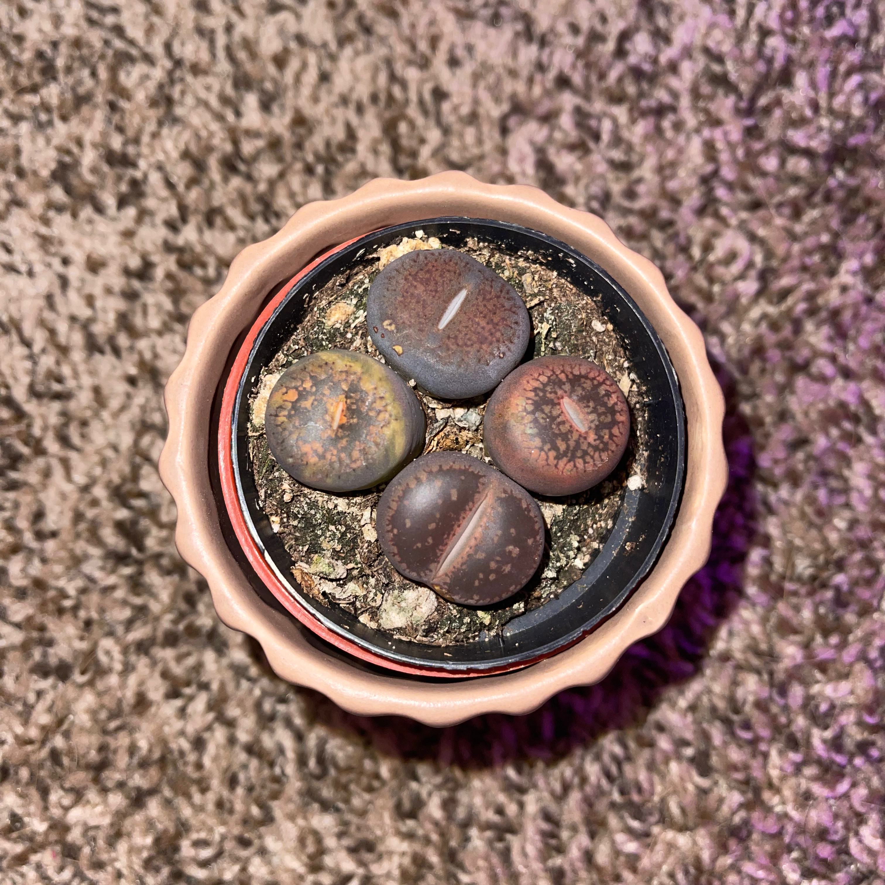 Lithops bromfieldii plant in a small pot with visible soil, well-framed and in focus.