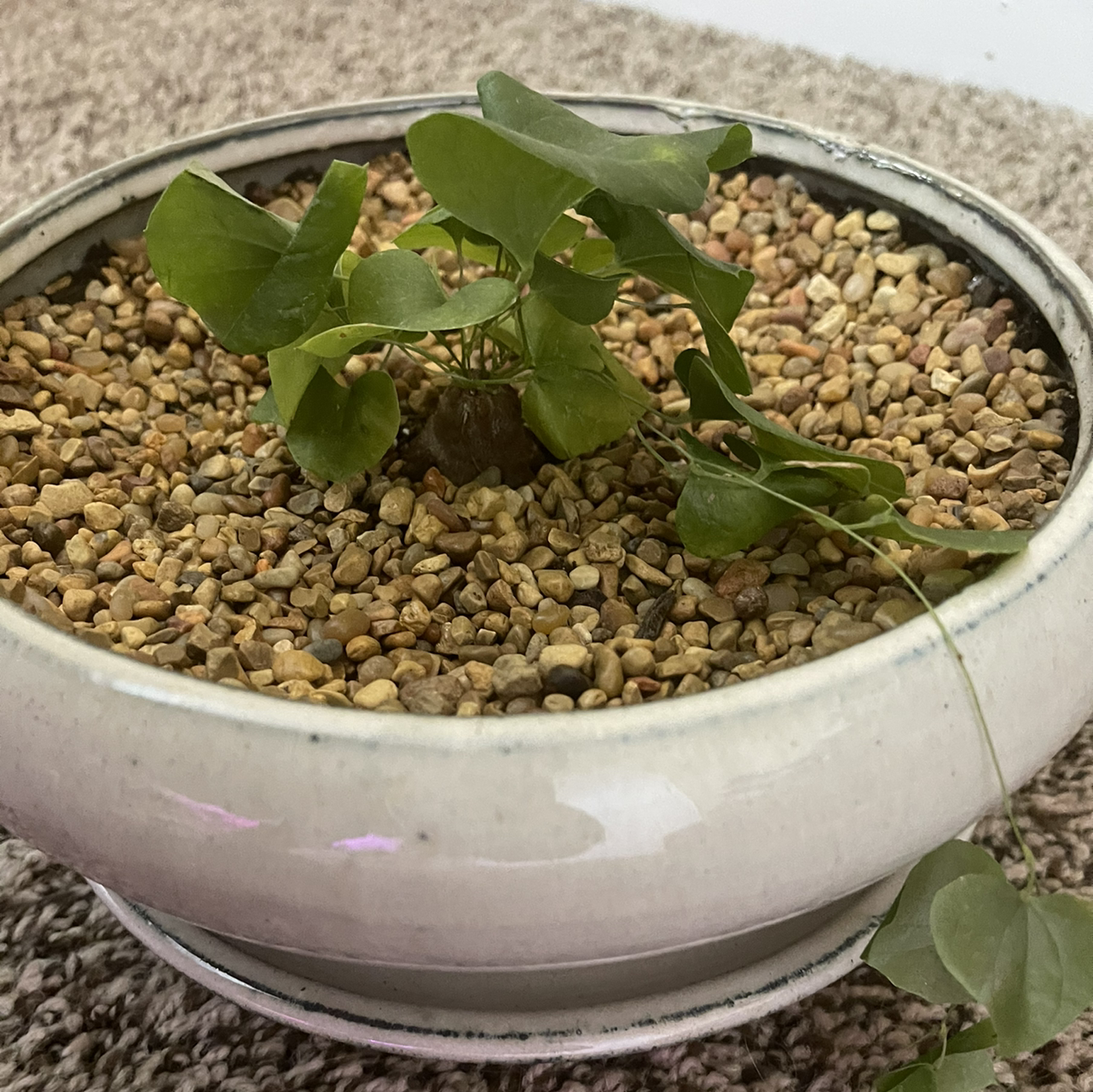Hottentot Bread plant in a white ceramic pot with pebbles, healthy green leaves.