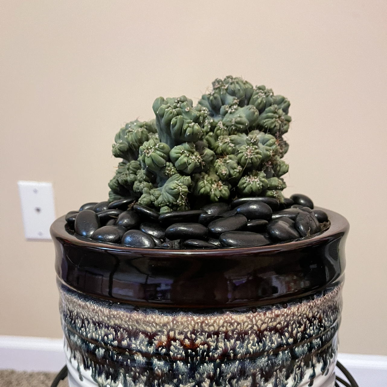 Ming Thing Cactus in a decorative pot with black stones.