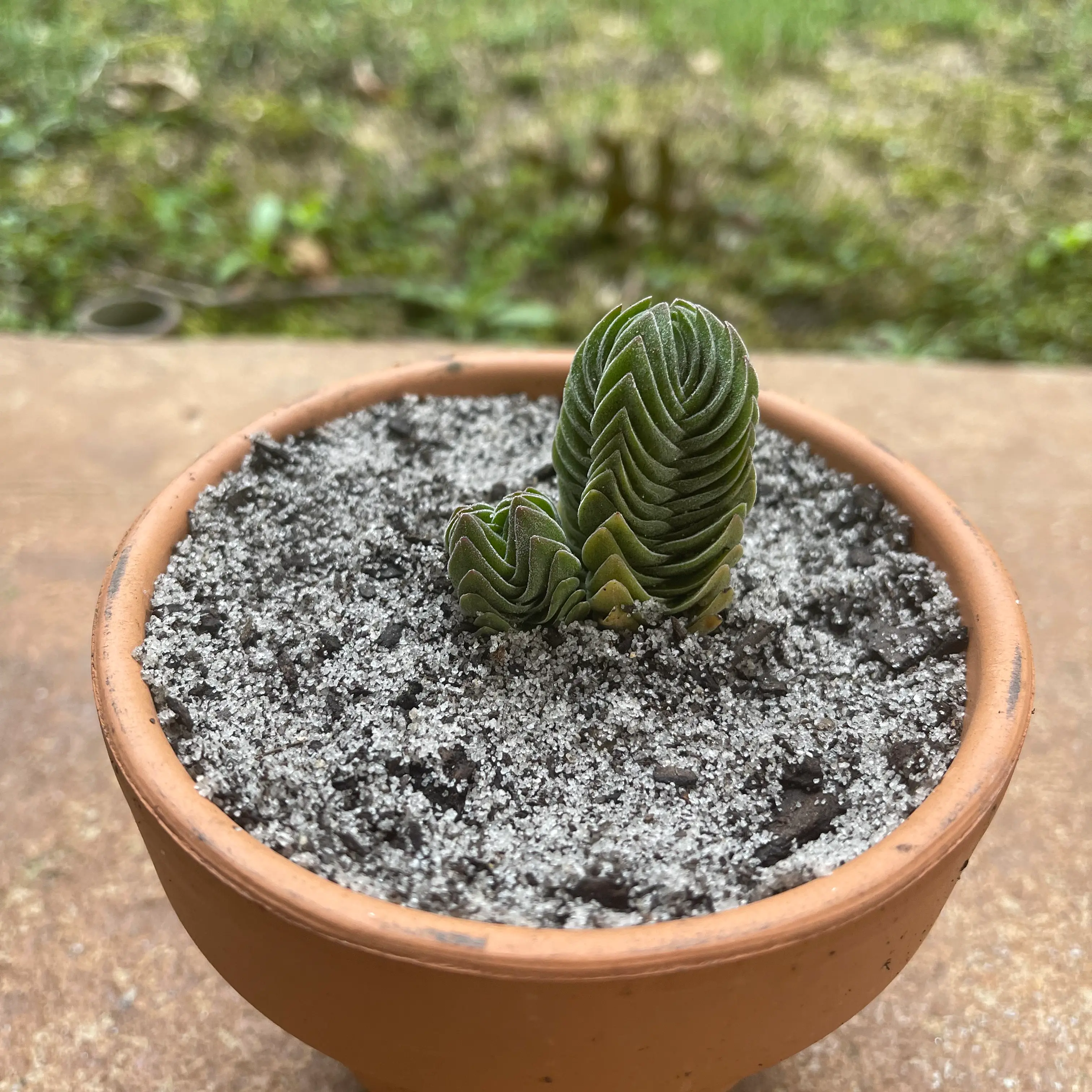 Crassula 'Buddha's Temple' plant in a terracotta pot with visible soil.