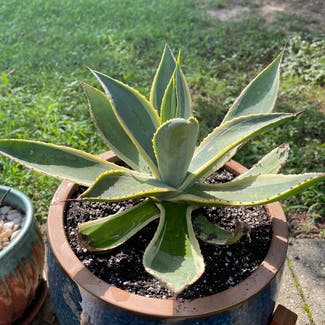 Variegated Agave celsii plant in Somewhere on Earth