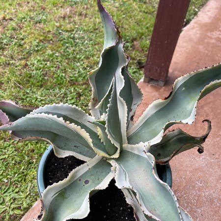 Photo of the plant species Agave Ivory Curls by L boogie named Stevie on Greg, the plant care app