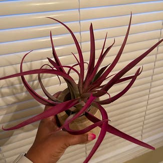 Capitata Air Plant plant in Somewhere on Earth