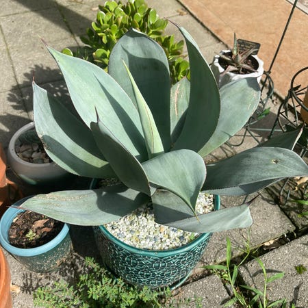 Photo of the plant species Agave 'Nova' by L boogie named Blue Flame on Greg, the plant care app