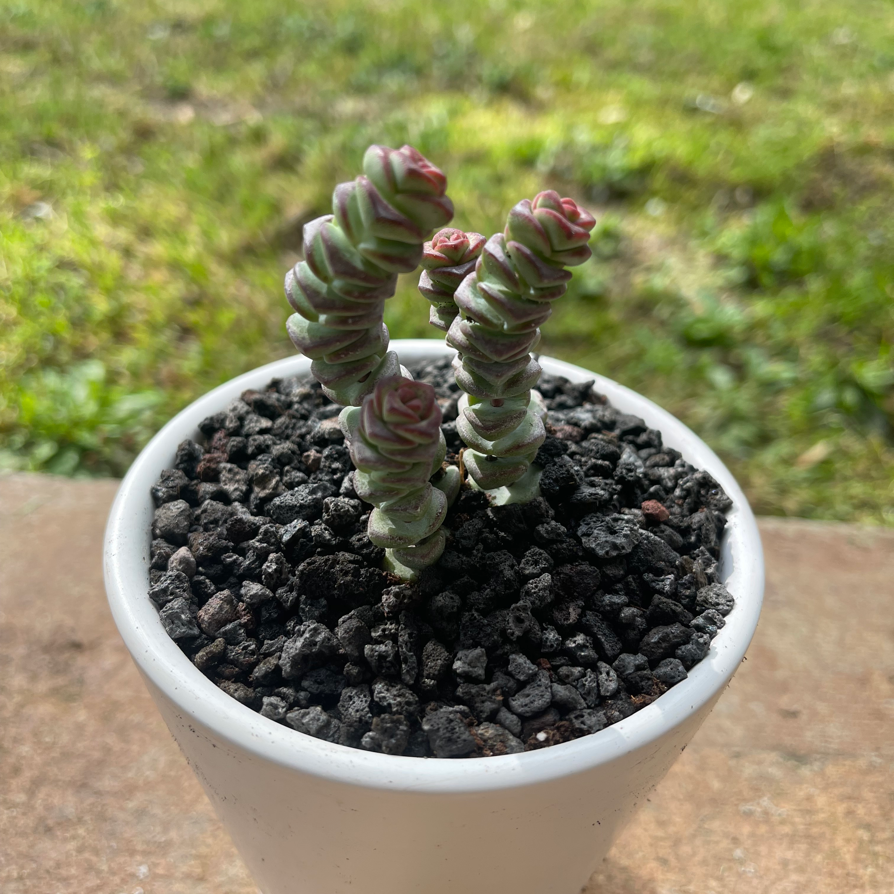 Crassula rupestris plant in a white pot with dark, rocky soil, healthy and well-focused.