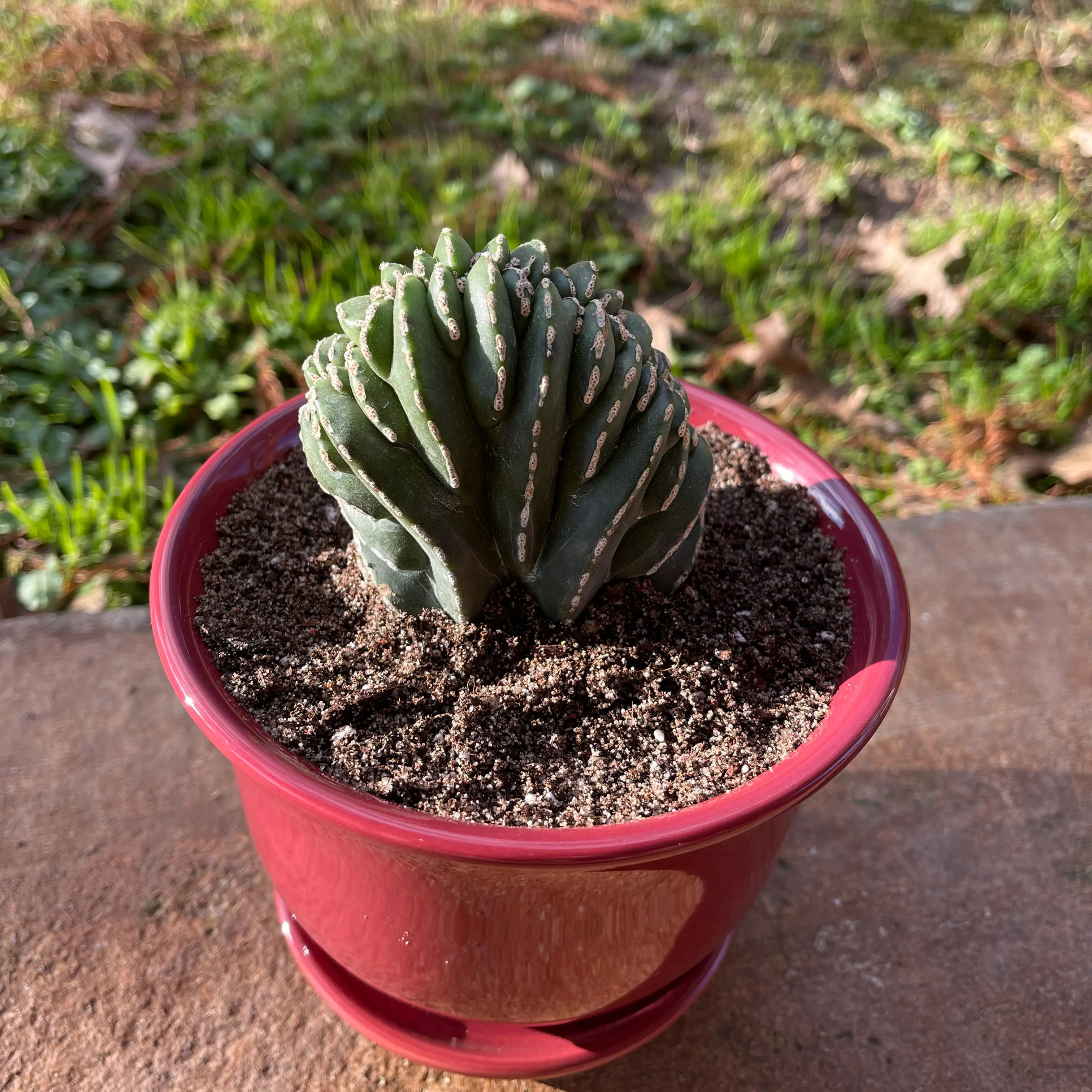Photo of the plant species Crested Mexican Fence Post by L boogie named Peppermint on Greg, the plant care app