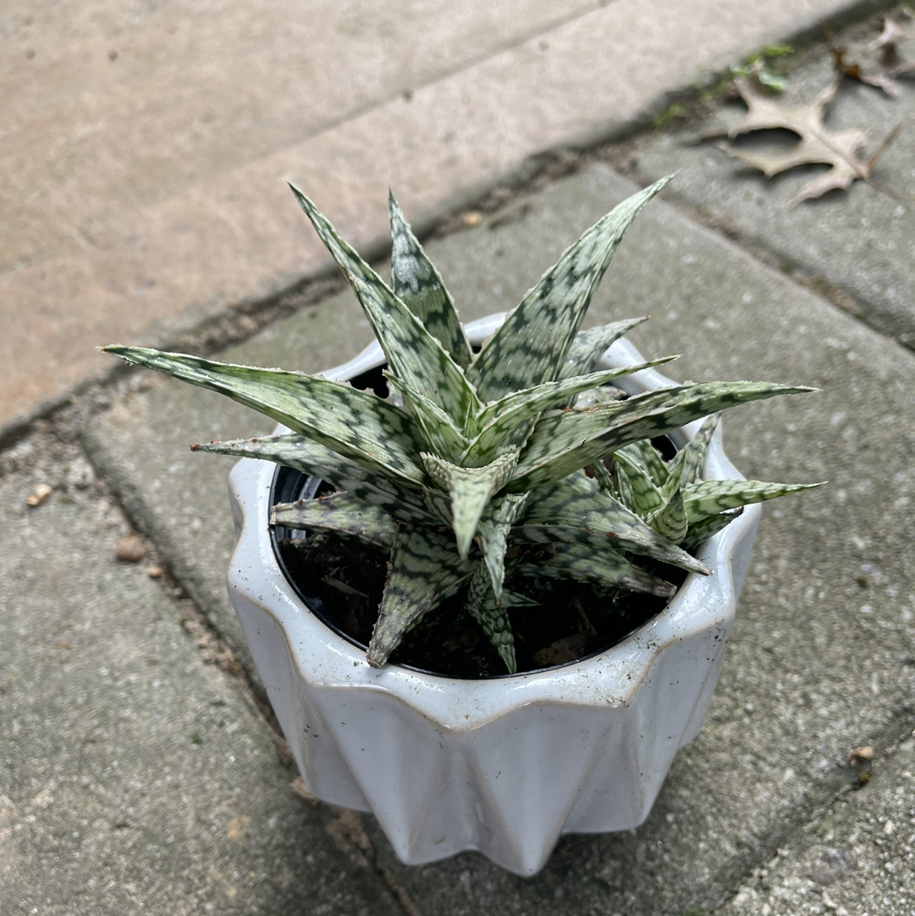 Snowflake Aloe plant in a white pot on a paved surface.