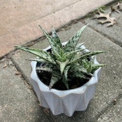 Snowflake Aloe plant